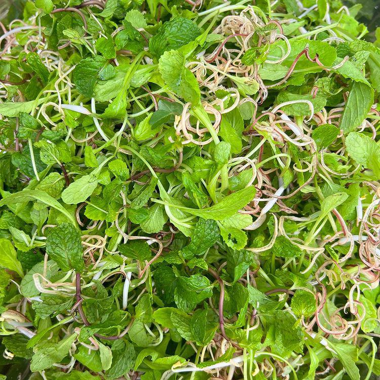 Cô khoe rau sống chấm đậu hũ sốt cà chua gồm rau húng, rau cải non, giá đỗ và hoa chuối bào. 2 món đơn giản dân dã nhưng khiến Hà Tăng rất khoái.