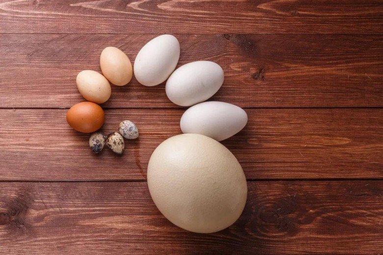 Trứng gà, trứng vịt, trứng ngỗng, trứng cút... loại nào bổ dưỡng nhất?