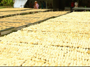 Lifestyle - Loại quả rẻ bèo ở đâu cũng có, đem phơi khô lại thành đặc sản Cà Mau