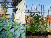 Nhà đẹp - Khuân đất lên sân thượng trồng rau cho đỡ buồn, chỉ 5 triệu cô giáo mầm non có rau ăn quanh năm không hết