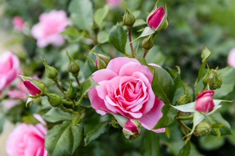Trồng hoa hồng thêm một ít “thịt” vào chậu, cành lớn nhanh như thổi, hoa nở bung rực rỡ - 5