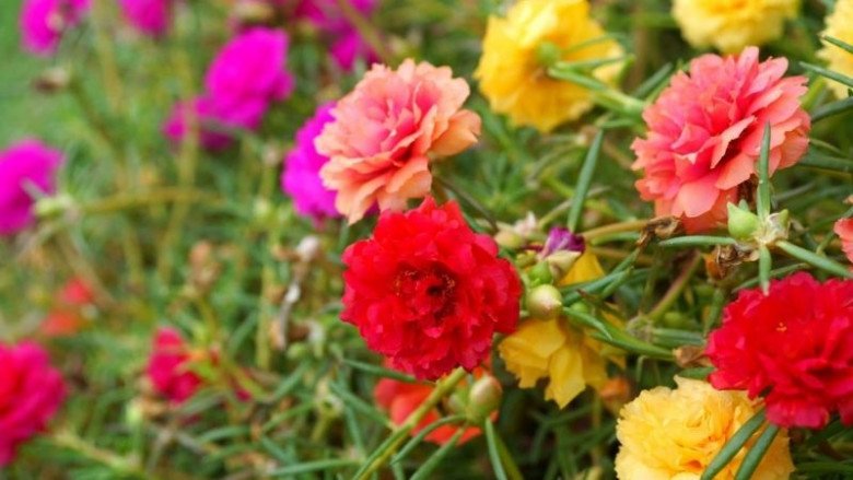 4 loại hoa thích “ngược đãi”, càng ít chăm bẵm càng tươi tốt, hoa nở sum suê - 3