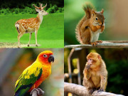 Eva tám - Trắc nghiệm tâm lý: Khi bị lạc trong rừng, bạn sẽ tin con vật nhỏ nào sẽ chỉ đường cho mình?