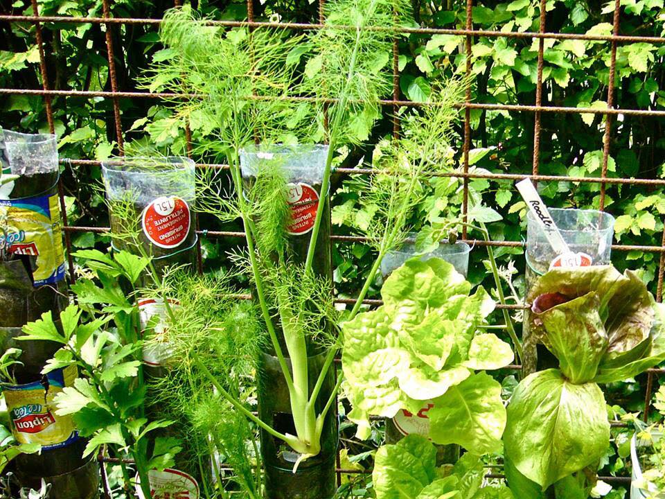 Cách trồng rau sạch từ chai và thùng nhựa cũ của vị giáo sư Đại học sau khi về hưu - 4