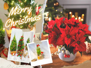 Nhà đẹp - 7 loại cây cảnh vừa nhìn đã thấy rộn ràng không khí Noel, có loại chỉ vài chục ngàn