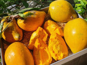Xem ăn chơi - Loại quả Việt Nam rụng đầy gốc không ai nhặt, ở nước ngoài lại là “siêu thực phẩm”, giá 25.000 đồng/kg