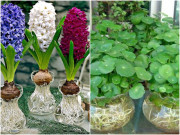 Nhà đẹp - 3 loại cây này không cần trồng đất, càng hút nước lá càng căng bóng, nở cả chùm hoa