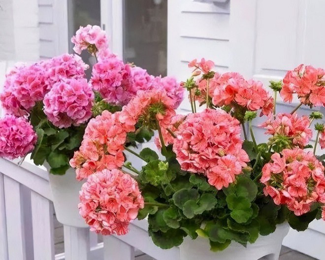 Người sức khỏe yếu không nên trồng 3 loại hoa này trong nhà, đây không phải mê tín - 5