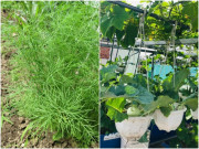 Nhà đẹp - Những loại rau càng lạnh càng thích, cắm xuống đất lớn nhanh như thổi, cả nhà ăn không hết
