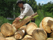 Tiêu dùng - Nghề lạ ở Việt Nam: Trồng cây trước hái quả nay chặt đọt, 3 tháng là lãi to, bán làm món đặc sản ngon nức tiếng Kiên Giang