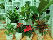 Nhà đẹp - 3 loại cây cảnh “ngược đời”, không ưa nắng, chẳng cần tưới nước vẫn phát triển điên cuồng