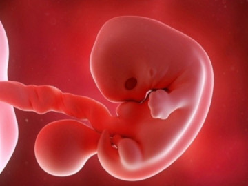 Thai nhi 7 tuần tuổi: Vẫn là phôi thai và xuất hiện 1 chiếc   đuôi   nhỏ