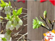 Tiêu dùng - Tết Nguyên đán 2023 cận kề: Loại hoa này dự báo "hot trend", vừa lạ mắt vừa đẹp chị em thi nhau cắm trước Tết