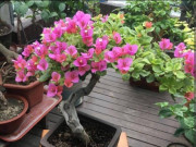 Nhà đẹp - Trồng hoa giấy mùa đông nhớ quy tắc “3 ít - 1 nhiều”, hoa sẽ nở bung rực rỡ