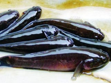 Loại cá xưa đầy không ai biết, giờ thành đặc sản khan hiếm, muốn mua phải đặt trước, 300.000 đồng/kg