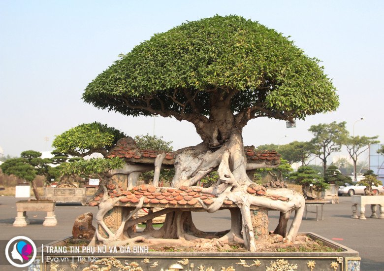 Rất nhiều người sành cây cảnh đến tham quan thừa nhận về sự đa dạng và đặc sắc của các tác phẩm được trưng bày tại đây. Tuy nhiên, giá các tác phẩm do nhà vườn đặt ra và không có một quy định nào, vì thế có người sẽ mua phải giá đắt, nhưng đôi khi có duyên lại được sở hữu một tác phẩm phù hợp với túi tiền. 