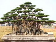 Tin tức - Cây cảnh, bàn ghế tiền tỷ "đổ bộ" Hà Nội, có bộ bàn ghế khách trả 500 triệu chủ không đáp lời