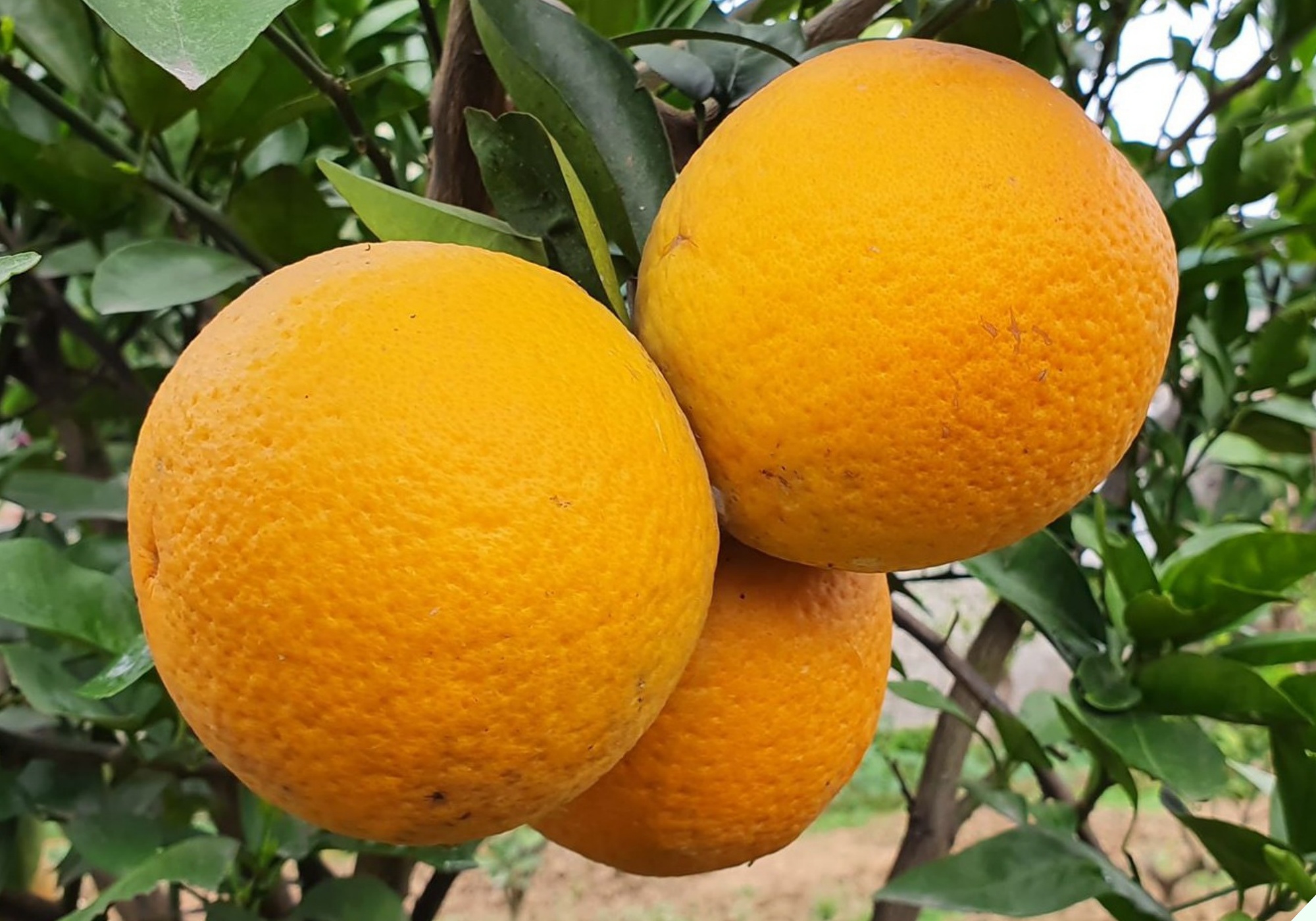 Chủ sạp trái cây tiết lộ bí quyết chọn cam ngon, nhớ 5 điều này để chọn trái nào cũng ngọt lịm tim