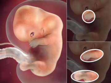 Thai nhi 8 tuần tuổi: Em bé có kích thước như 1 hạt đậu đỏ