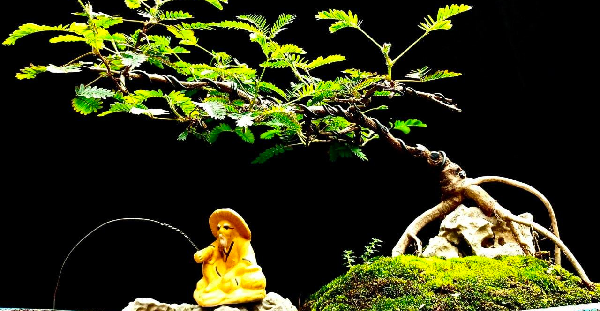 Cây hoa dại mọc đầy ruộng amp;#34;lên chậuamp;#34; thành bonsai làm cảnh đẹp lạ trưng Tết, 9X thu về hàng chục triệu - 4