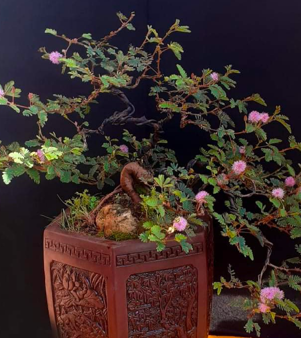 Thú chơi bonsai cây trinh nữ nở rộ nhiều năm nay.