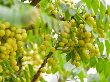 4 loại quả mọc dại ở Việt Nam, sang nước ngoài trở thành thần dược được săn lùng với giá đắt đỏ