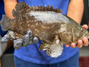 Xem ăn chơi - Loại cá xưa rất độc lạ, chẳng ai biết, giờ thành đặc sản được chị em nội trợ ưa chuộng, 240.000 đồng/kg