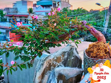 Cây hoa dại chất đầy ruộng thành chậu bonsai tạo cảnh đẹp lạ ngày Tết, 9X kiếm chục triệu
