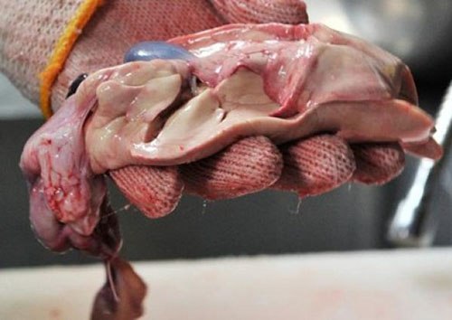 Gan cá nóc là bộ phận chứa rất nhiều độc tố nguy hiểm, có thể gây chết người. 