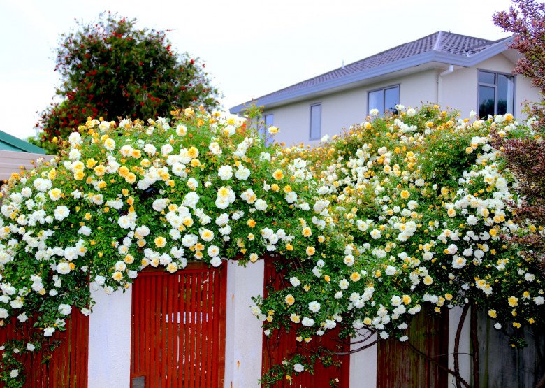 Mẹ Việt ở New Zealand trồng trăm loại hoa hồng đẹp như tranh, đi công tác vài tháng vườn vẫn tươi tốt - 1