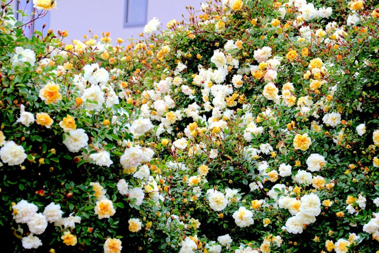 Mẹ Việt ở New Zealand trồng trăm loại hoa hồng đẹp như tranh, đi công tác vài tháng vườn vẫn tươi tốt - 3