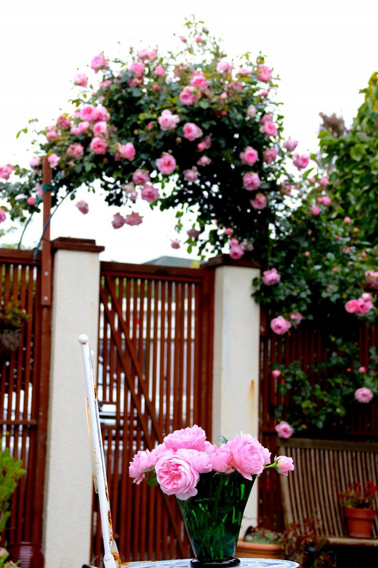 Mẹ Việt ở New Zealand trồng trăm loại hoa hồng đẹp như tranh, đi công tác vài tháng vườn vẫn tươi tốt - 5