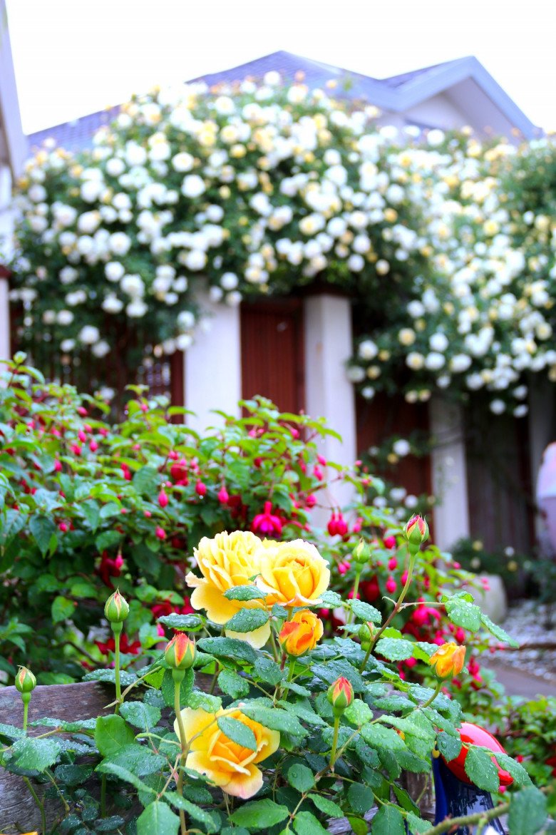 Mẹ Việt ở New Zealand trồng trăm loại hoa hồng đẹp như tranh, đi công tác vài tháng vườn vẫn tươi tốt - 6
