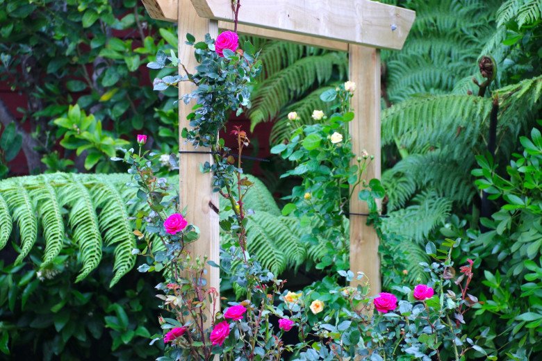 Mẹ Việt ở New Zealand trồng trăm loại hoa hồng đẹp như tranh, đi công tác vài tháng vườn vẫn tươi tốt - 7