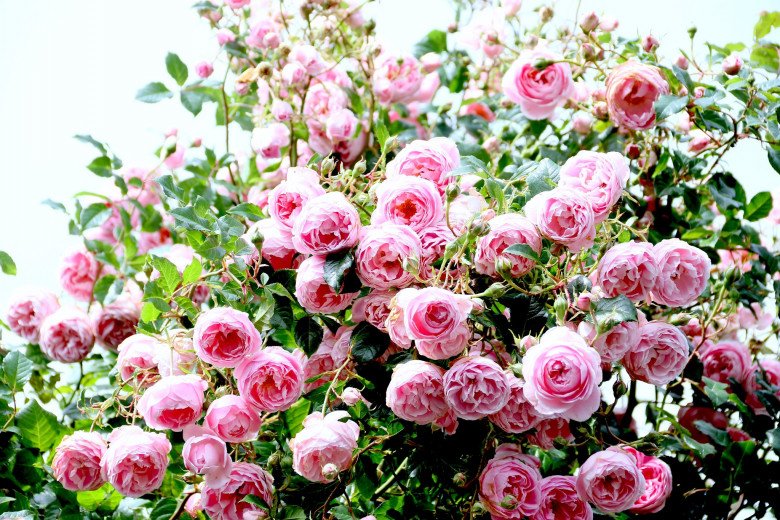 Mẹ Việt ở New Zealand trồng trăm loại hoa hồng đẹp như tranh, đi công tác vài tháng vườn vẫn tươi tốt - 4