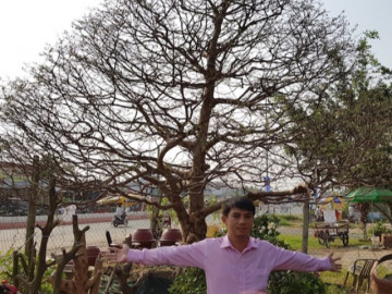 Cận cảnh lão mai giá ngang tòa nhà được đại gia săn mua khiến giới cây cảnh xôn xao