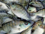 Xem ăn chơi - Loại cá xưa đầy chẳng ai thèm ăn, giờ thành đặc sản thơm ngon hấp dẫn vô cùng, 70.000 đồng/kg