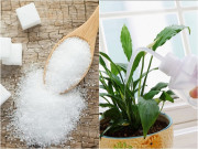 Nhà đẹp - Tưới một thìa nước đường cho cây, điều kỳ diệu sẽ xảy ra, tiếc là giờ mới biết