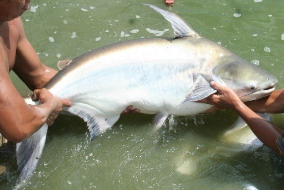 Cá vồ cờ là loài cá da trơn có kích thước lớn thứ nhì ở lưu vực sông Mekong, đứng sau cá tra dầu, cá thể lớn nhất được ghi nhận khối lượng 300 kg tại thượng nguồn sông Lô-ây.