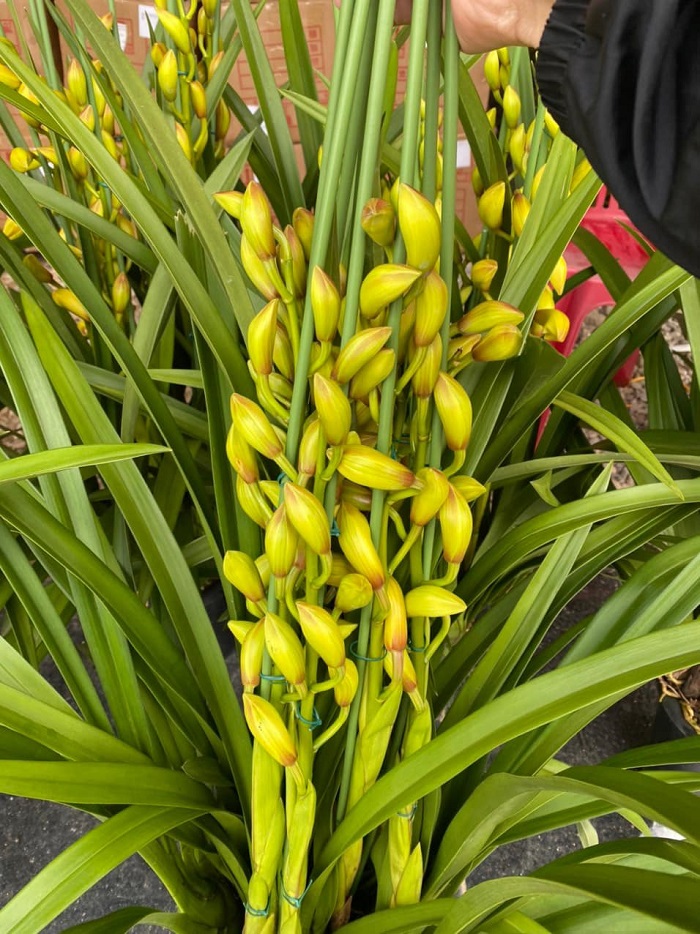 Địa lan santo năm nay cho thân lá khá đều đẹp, nụ nở đạt chuẩn