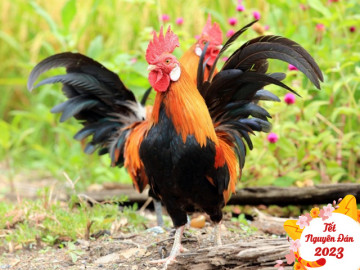 Tục cướp giọng gà gáy trong ngày Tết của người dân tộc Pu Péo, ý nghĩa vô cùng đặc biệt