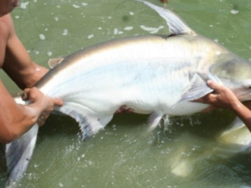 Loại cá có tên độc lạ, giờ trở thành đặc sản quý hiếm, muốn mua phải đặt trước cả tháng, 300.000 đồng/kg