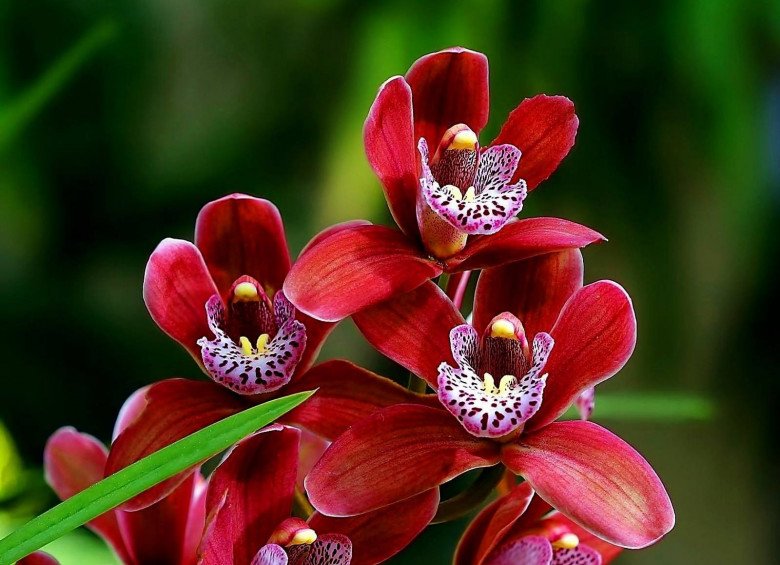 5 loài hoa “hút tài lộc” đầu năm, chưng Tết vừa đẹp lại vừa mang lại điềm lành - 4