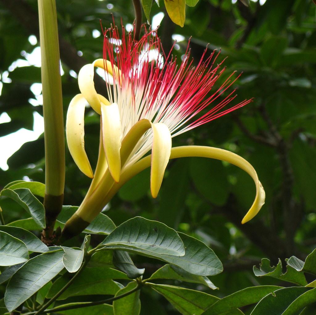 5 loại cây cực hiếm ra hoa, mỗi khi ra hoa lại rước “tài lộc” về - 1