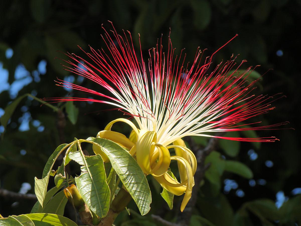 5 loại cây cực hiếm ra hoa, mỗi khi ra hoa lại rước “tài lộc” về - 4
