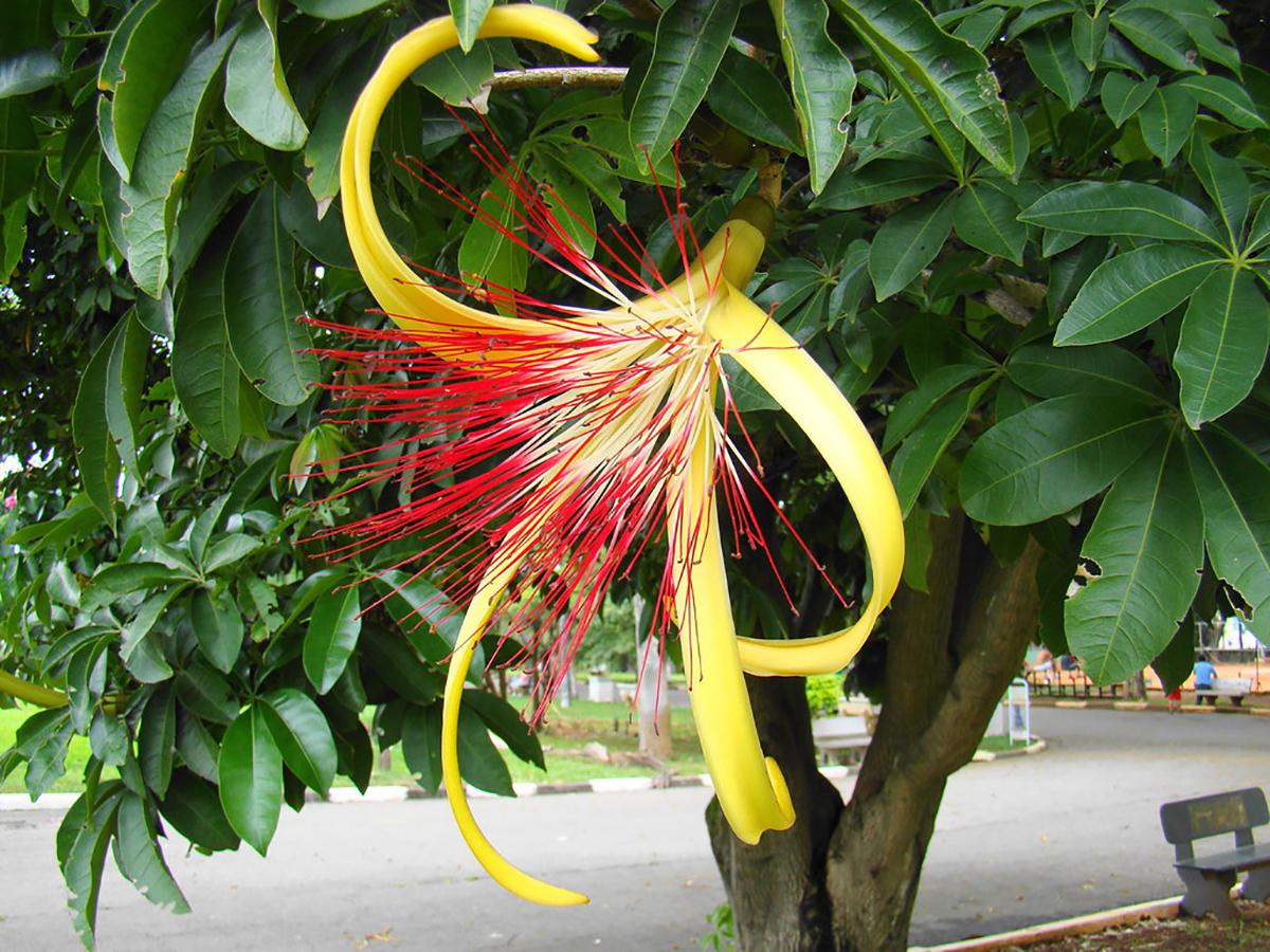 5 loại cây cực hiếm ra hoa, mỗi khi ra hoa lại rước “tài lộc” về - 3