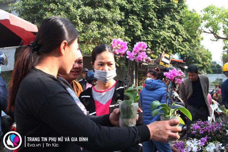 Những loại hoa lan này tuy nhìn rất bình dân nhưng lại tươi lâu, có thể chơi hết tháng Giêng chưa tàn.