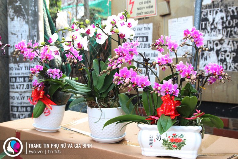 Những loại hoa được cho vào bình hoặc giá thể bằng sứ sẽ có giá đắt hơn.