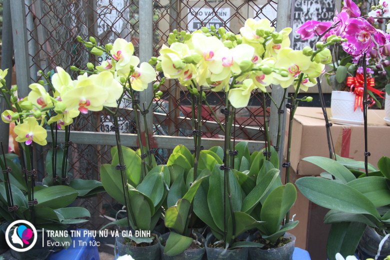 Tùy giống lan cũng sẽ có giá bán khác nhau.