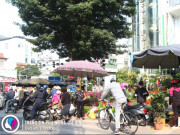 Tin tức - Người Hà Nội tiết lộ lý do đổ xô đi mua hoa chậu, cây cảnh nhỏ về chơi Tết sớm